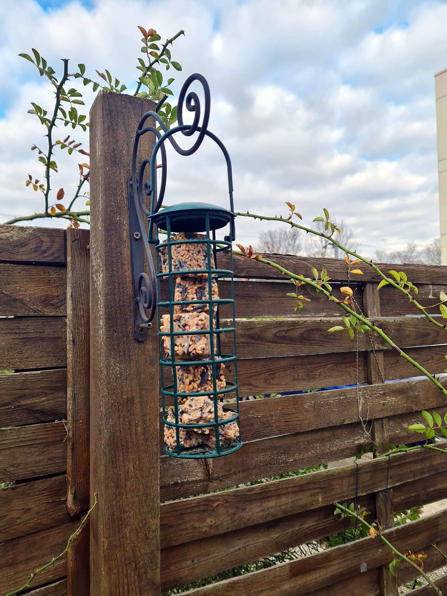 20210108 133517 - 3 DIY pour nourrir les oiseaux dans le jardin
