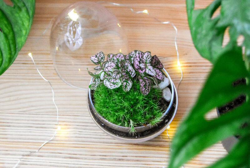 8 conseils pour maîtriser l’entretien du terrarium