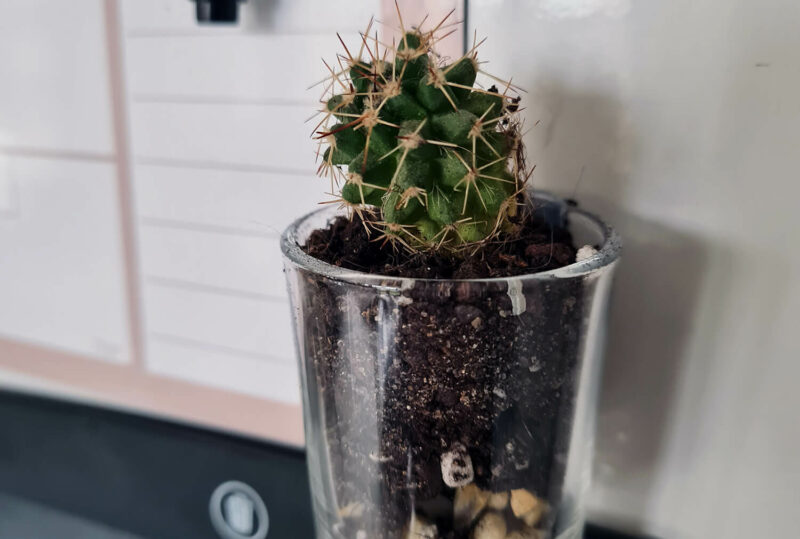 DIY cuisine : fabriquer des magnets cactus pour le frigo