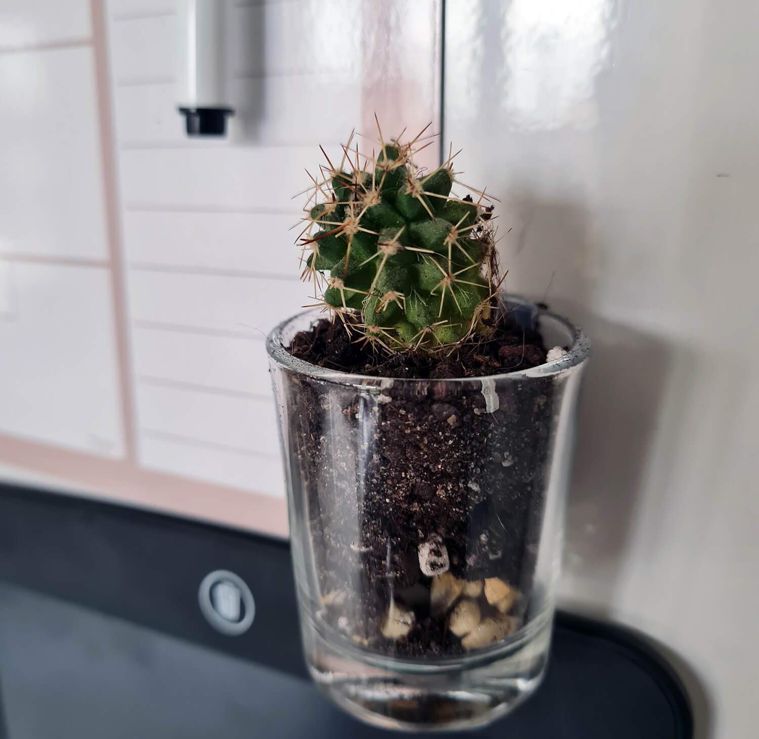 DIY cuisine : fabriquer des magnets cactus pour le frigo