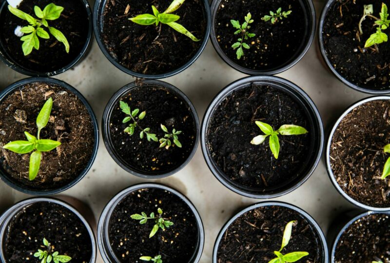 Adopter une nouvelle manière de cultiver avec la permaculture