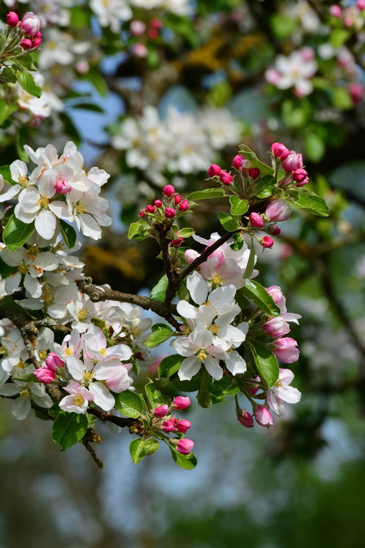 apple blossoms 3863005 1920 2 - Comment aménager et préparer son jardin à l'arrivée du printemps