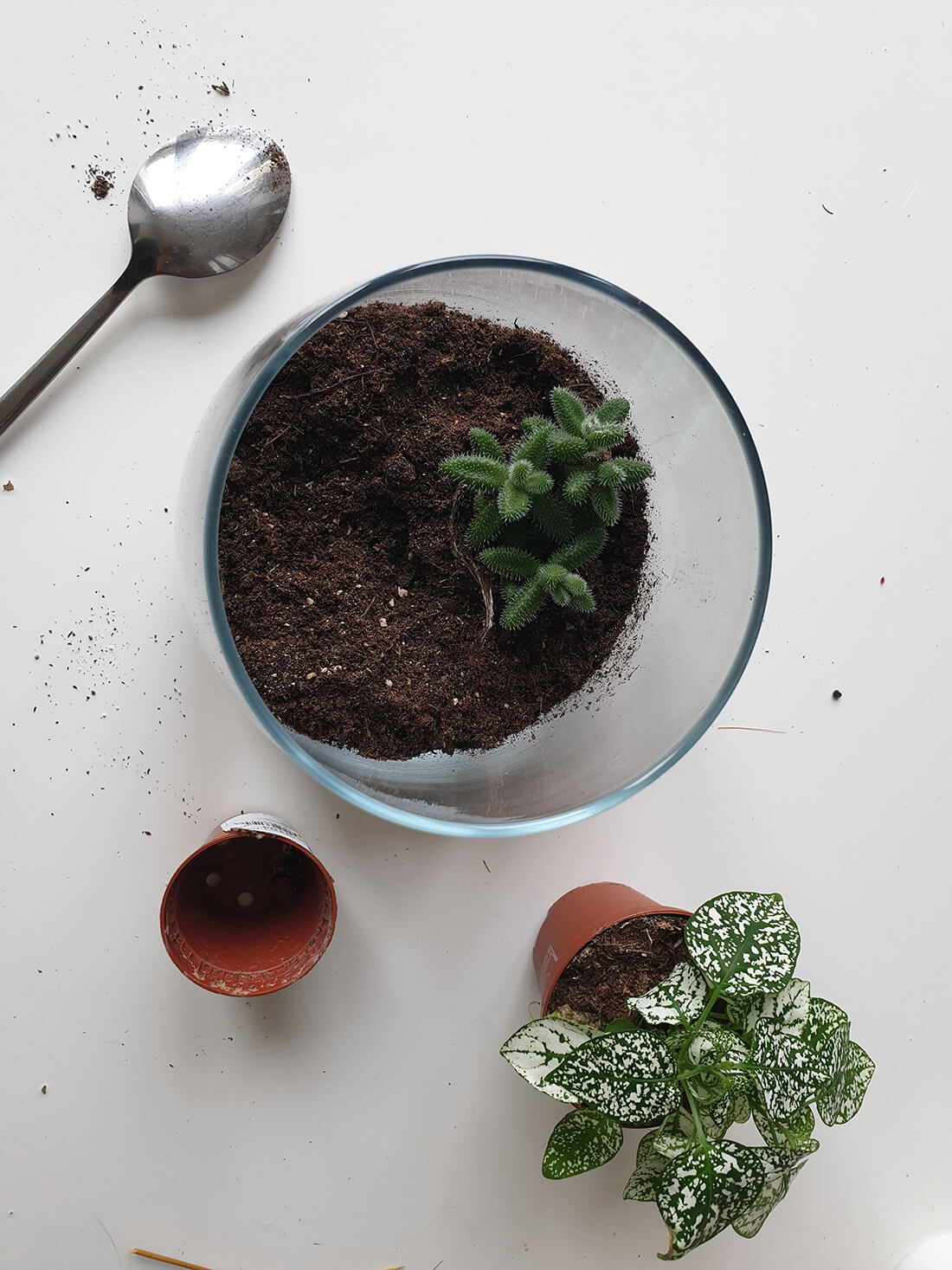 20201022 170642 - DIY végétal : réaliser un terrarium tendance pour la maison