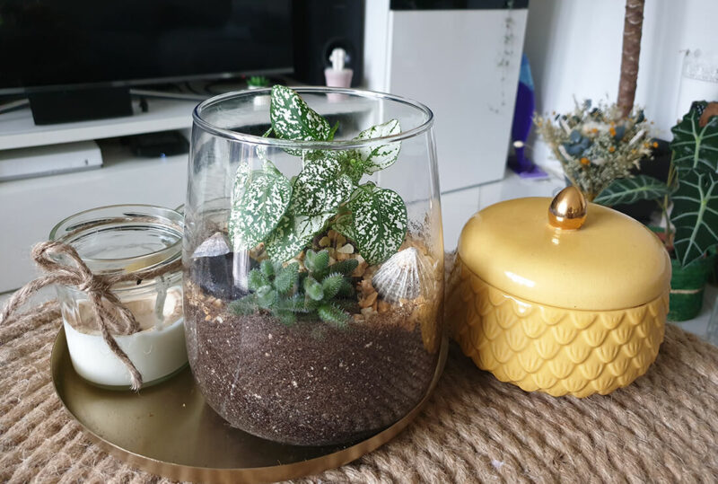 DIY végétal : réaliser un terrarium tendance pour la maison